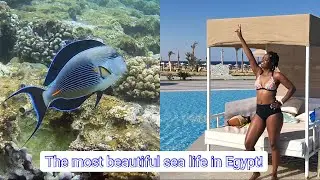 EGYPT VLOG PART 2: THE MOST BEAUTIFUL SEA LIFE I HAVE EVER SEEN! SNORKELING, SWIMMING AND MANY MORE!