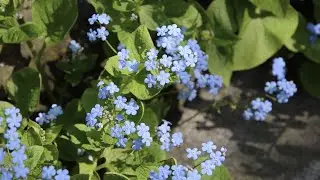 Brunnera macrophylla (Siberian bugloss) - FarmerGracy.co.uk