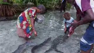Feeding eels at Laraibina