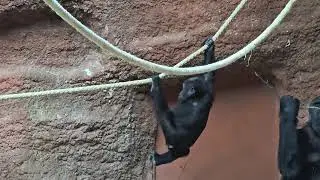Baby Gorillas of Zoo Praha and their Family | Mobi and Gaia - Gorilla Princesses of Zoo Praha