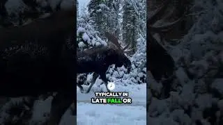 Incredible Footage 🦌🎥: Bull Moose Shedding Its Antlers! #facts