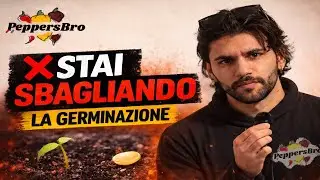 Germinazione peperoncini: 5 errori comuni da non fare!