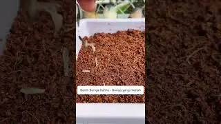 Benih Bunga Dahlia - Bunga yang meriah &ndash; warna yang tahan lama