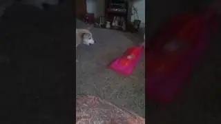 My dog trying to eat the play vacuum