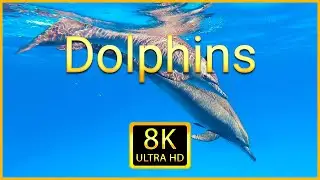 Дельфины 8K ULTRA HD - подборка кадров с красивыми птицами