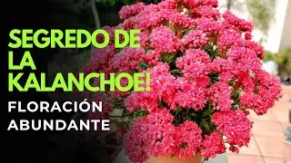 El Secreto Para Hacer Florecer tu Kalanchoe &ndash; Consejos Infalibles Para una Floraci&oacute;n Abundante