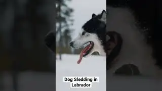 Dog Sledding in Labrador with Northern Lights Dog Sledding - WAHL Show
