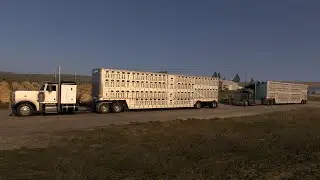 ATS Hauling cattle on convoy Peterbilt379 n14 cummins
