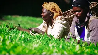 M&S Food: видео сообщества Fairtrade Fortnight