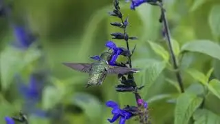 Hummingbird Vignettes 57