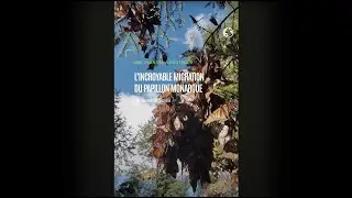 L'incroyable migration du papillon monarque