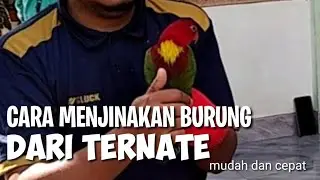cara cepat mejinakan burung Nuri Ternate