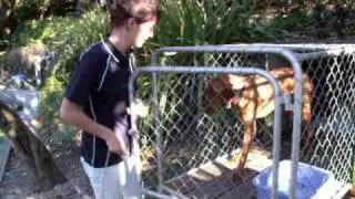 Vet Nursing Dog handling Assessment