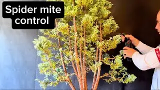 Spraying Thuja Against Spider Mites | Treatment Day 1&rdquo;