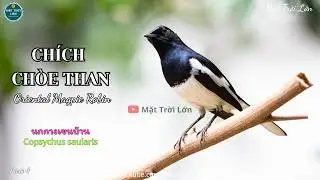 ✅Tiếng chim Ch&iacute;ch ch&ograve;e than mồi h&oacute;t chuẩn mp3 | Oriental Magpie-Robin sound call (P4)