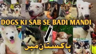 biggest pets market in Lahore sunday dogs market in Lahore new price update very cheap price latest