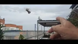 Hoy Sobre el jienense raza antigua y el Valenciano antiguo