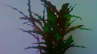 Calathea rufibarba 'Wavestar' Closing for the Night, Plant Time-lapse