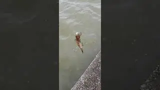 Goby fishing/ b&aacute;o c&aacute; bống