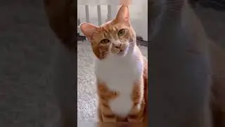 The Healing Sounds of Cat 🐱✨ | Relaxing & Soothing Purrs #Shorts #cat #foryou #fyp #fur