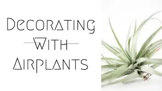 Ideas For Decorating With Air Plants