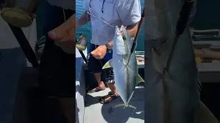 Yellowtail Fishing | Baja California 🇲🇽 #shorts #short