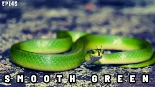 Episode 145: Description Smooth green snake
