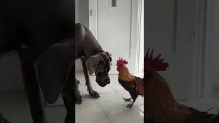 Great Dane Meets His Match in One Savage Rooster