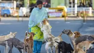 Stray Dog Crisis👀🤔@Competitive_exams77 #upsc #india #shorts #education #technews #tamil #news #t67#g20 #dog