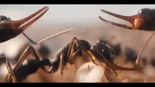 Feeding Mr&oacute;wek Harpegnathos venator
