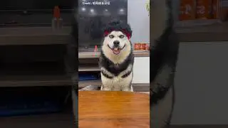 Dogs Cosplay 🐶 🎭