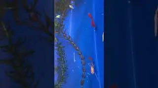 Full Red Albino Guppy &ndash; Rare Fish Species & Aquarium Care Guide #shorts #guppy