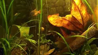 botanical  use in 15 gallon tall