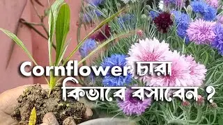 How to grow Cornflower from seeds and prepare soil for transplant