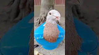 kalapatai treatment #birds #pigeon #kalapati #shorts