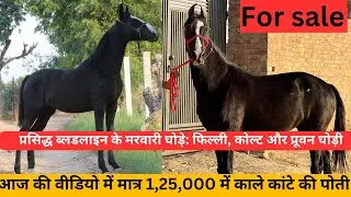 Elite Marwari Horses for Sale: Fillies, Colt & Proven Mare with Top Bloodlines