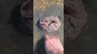 The strangest sea snail