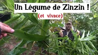 Un l&eacute;gume vivace de Zinzin (le Mioga)