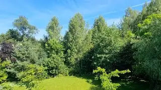 Find Your Peace in The Vibrant  Hue's of Green | Calming Melody while Having a Cup of Tea