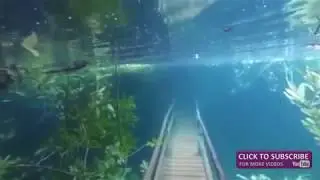 Underwater Garden!