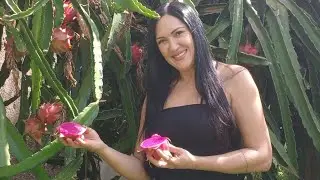 Nossa Primeira Colheita de Pitayas