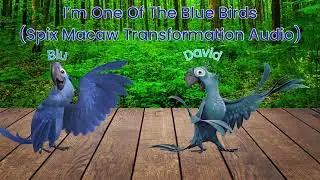 I’m One Of The Blue Birds (Spix Macaw Transformation Audio)
