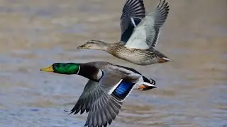 Missouri River Mallards