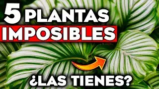 ¡CUIDADO con ELLAS! Las 5 PLANTAS de INTERIOR Más DIFICILES e IMPOSIBLES de CUIDAR