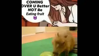 after party capybara