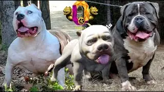 GTA 5-Q REELS TV-Bullying The Comp with Pro Bulls Hoss!!!!