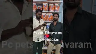 #shihtzu puppy's available more details 7995530836#dog #animals #pets #bhimavaram #pets #petshop