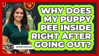 Why Does My Puppy Pee Inside Right After Going Out? - Obedient Dog Guide