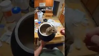 Открыла предтренировочный комплекс&hellip; И оттуда выскочила мышка 😱🐭