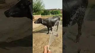 black gold 🖤🐃#murrhabuffalo #murrah #dearyfarming